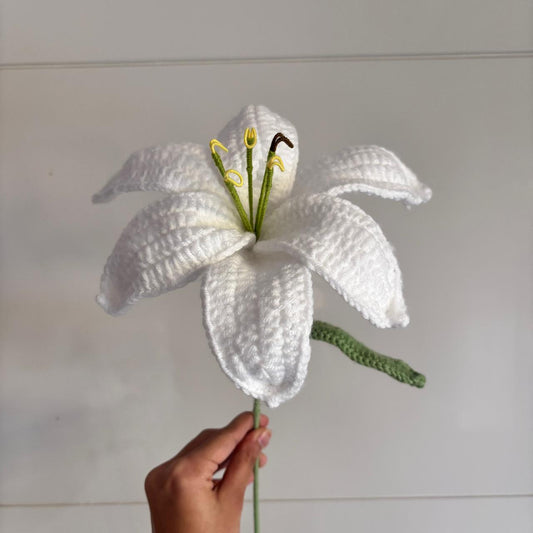 Jumbo lily