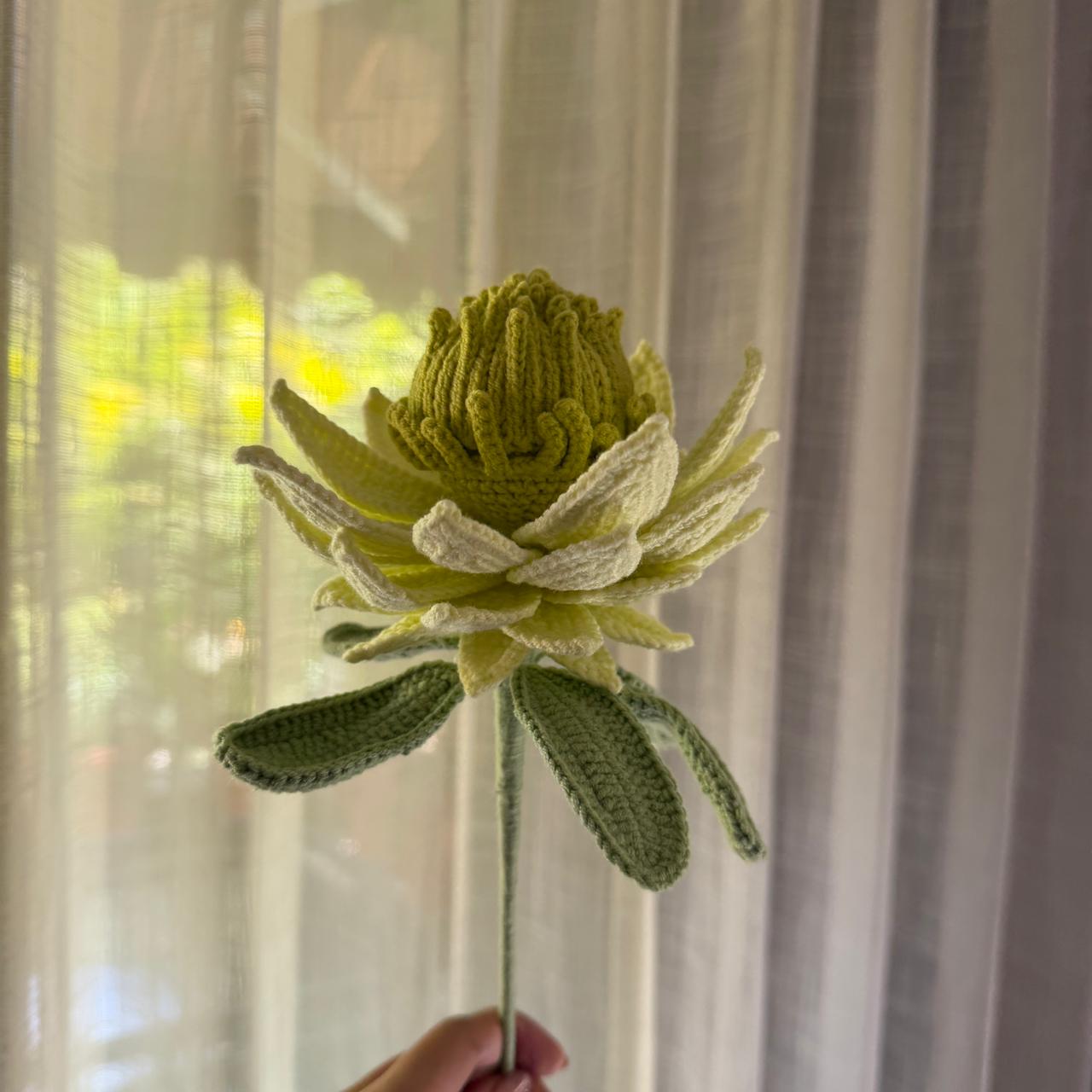 Blush Protea Bloom
