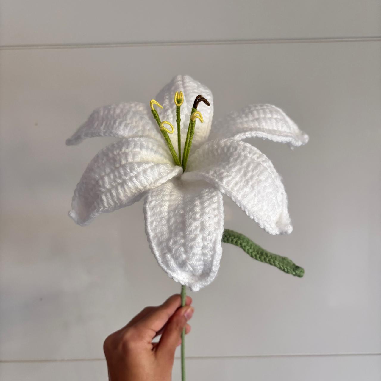 Jumbo lily