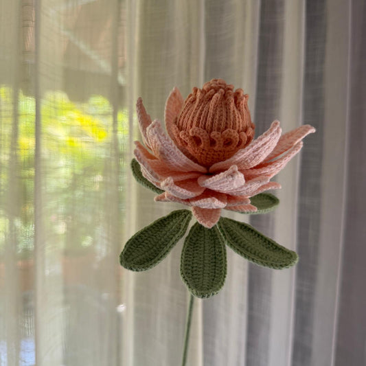 Blush Protea Bloom