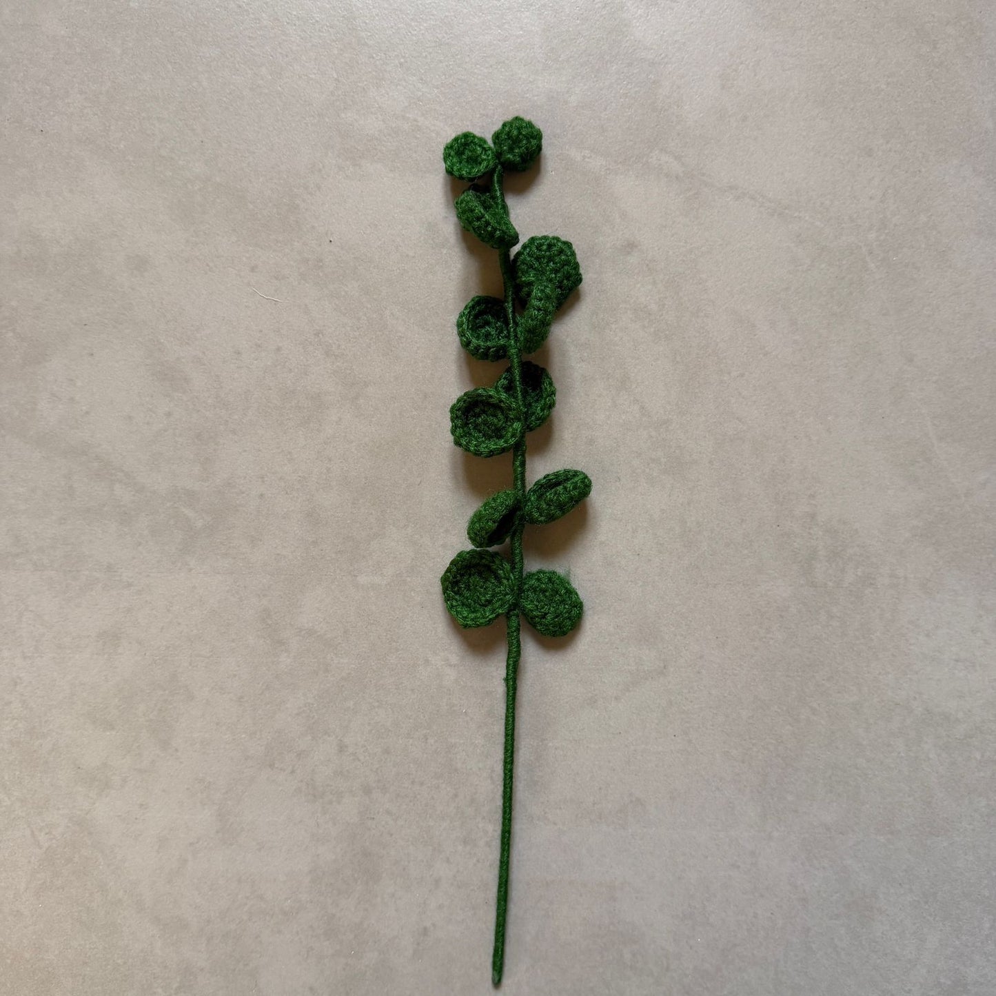 Eucalyptus Stem